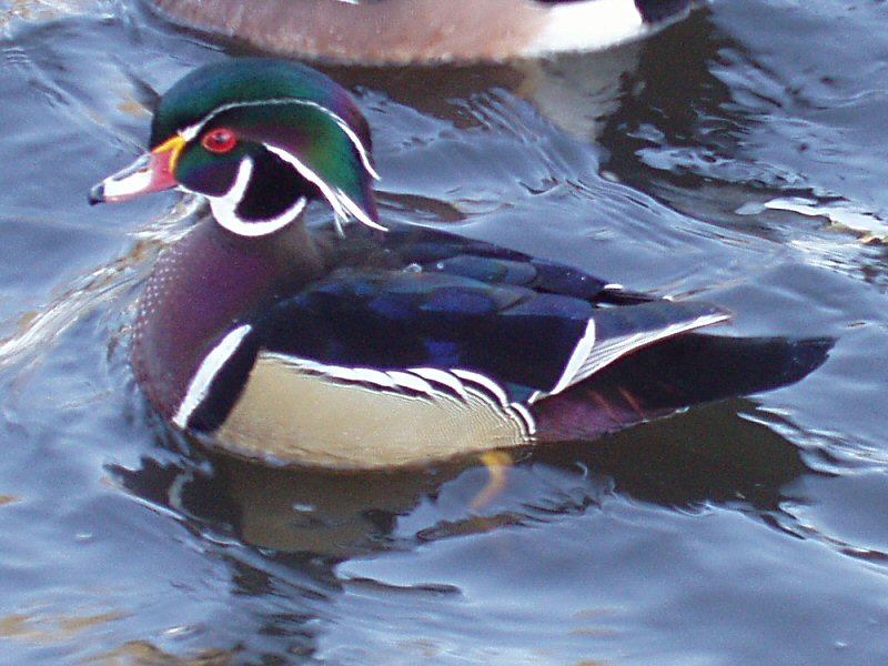 �2004 Steve Sosensky - 2004.01.05, Reseda Park, Reseda, CA